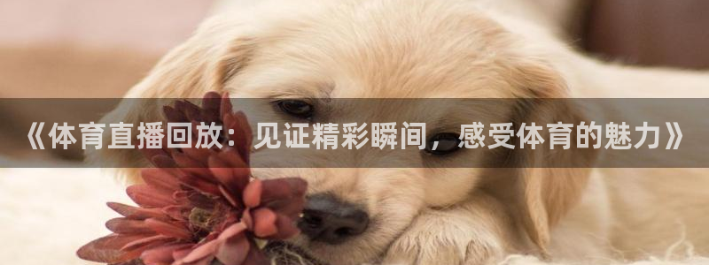 《体育直播回放：见证精彩瞬间，感受体育的魅力》